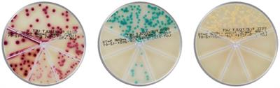 Chromogenic culture media complements diagnostic cytology in the visual identification of pathogenic skin bacteria in dogs and cats